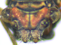 Cacopsylla rhamnicola